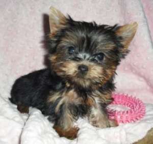 Cumpar yorhshire terrier sau Shi-tzu