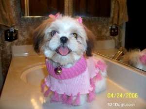 Cumpar yorhshire terrier sau Shi-tzu