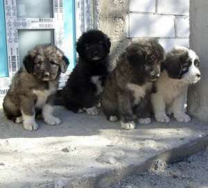 pui ciobanesc mioritic talie mare 80euro