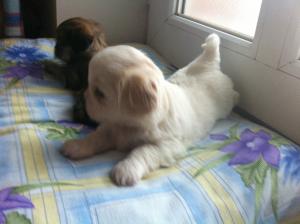Vand pui Bichon havanese