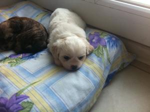 Vand pui Bichon havanese