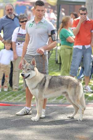 Ofer lup cehoslovac spre monta