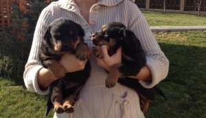 rottweiler