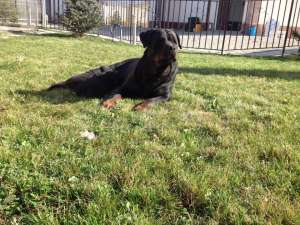 Ocazie femela adult rottweiler 2 ani cu Pediree