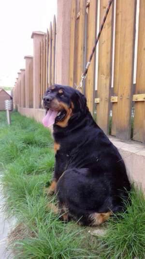 Ocazie femela adult rottweiler 2 ani cu Pediree