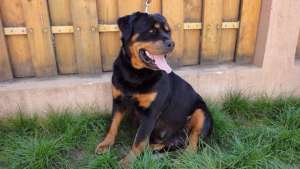Ocazie femela adult rottweiler 2 ani cu Pediree