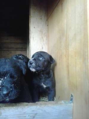 Vand 3 catelusi cane corso de talie mare,     negri