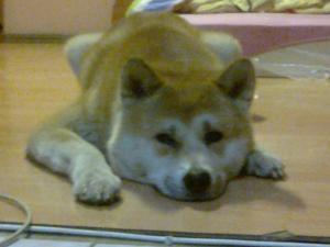 MASCUL AKITA INU CU PEDIGREE PT IMPERECHERE / MONTA