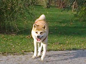 MASCUL AKITA INU CU PEDIGREE PT IMPERECHERE / MONTA