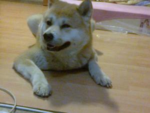 MASCUL AKITA INU CU PEDIGREE PT IMPERECHERE / MONTA