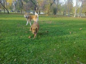 MASCUL AKITA INU CU PEDIGREE PT IMPERECHERE / MONTA