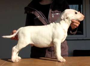 Pui Bull Terrier masculi de vanzare