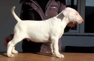 Pui Bull Terrier masculi de vanzare
