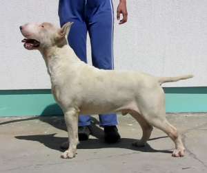 Pui Bull Terrier masculi de vanzare