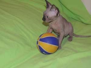 Pui pisica sphynx / sfinx