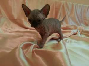 Pui pisica sphynx / sfinx
