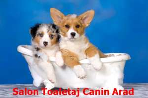 Frizerie Canina Happy dog Arad