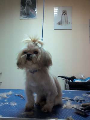Frizerie Canina Happy dog Arad