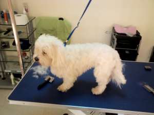 Frizerie Canina Happy dog Arad