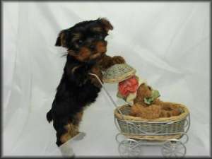 minunate pur rasa yorkshire terrier pui