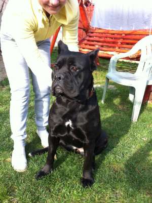 vand catea cane corso