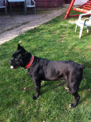 vand catea cane corso
