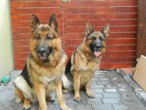 Pui |Ciobanesc German Talie f mare cu pedigree3