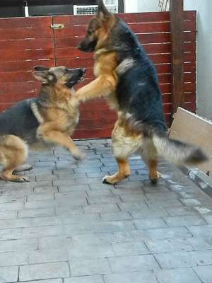 Pui |Ciobanesc German Talie f mare cu pedigree3