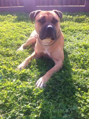 Mascul Amstaff pentru monta