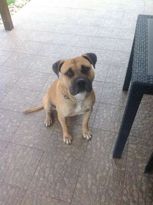 Mascul Amstaff pentru monta