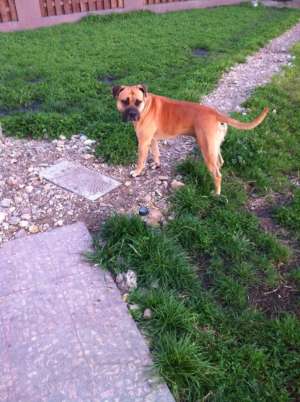 Mascul Amstaff pentru monta