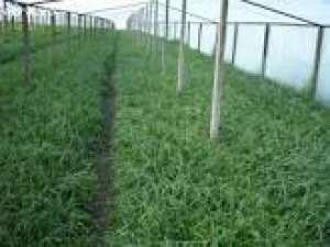 ceapa verde,  en gros