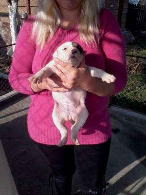 bulldog american pui