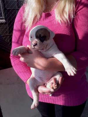 bulldog american pui
