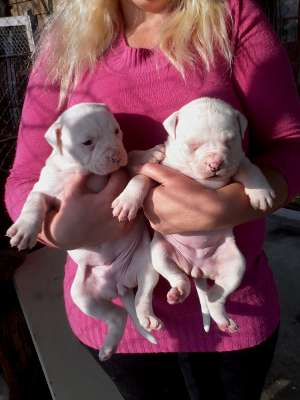 bulldog american pui