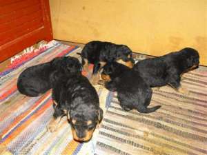 Vand pui Airedale Terrier