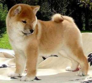 Vand pui Akita Inu
