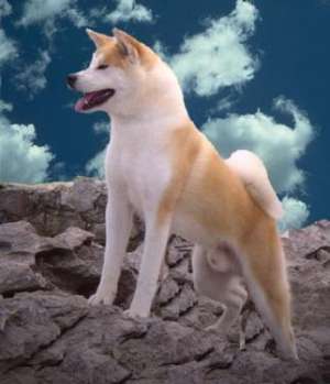 Vand pui Akita Inu
