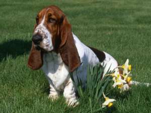 Vand pui Basset Hound