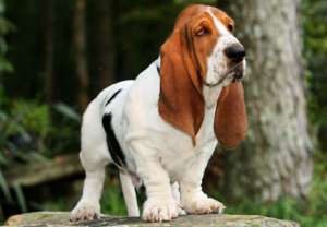 Vand pui Basset Hound