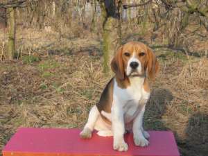 Vand pui Beagle
