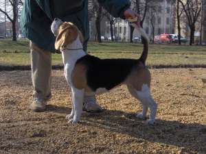 Vand pui Beagle