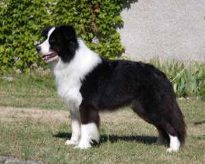 Vand pui Border Collie