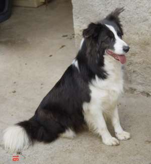 Vand pui Border Collie