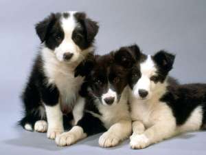 Vand pui Border Collie