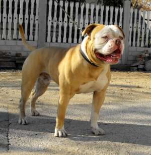 Vand pui Bulldog American