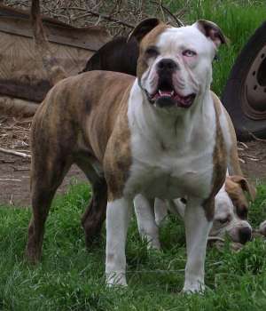 Vand pui Bulldog American