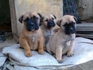 Vand pui Bullmastiff