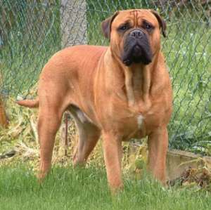 Vand pui Bullmastiff