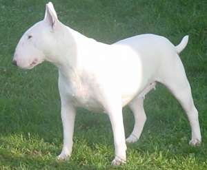 Vand pui Bullterrier